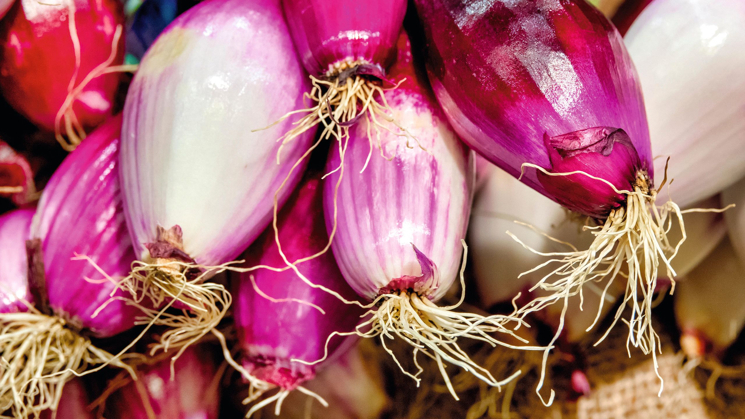 Fresh vegetables