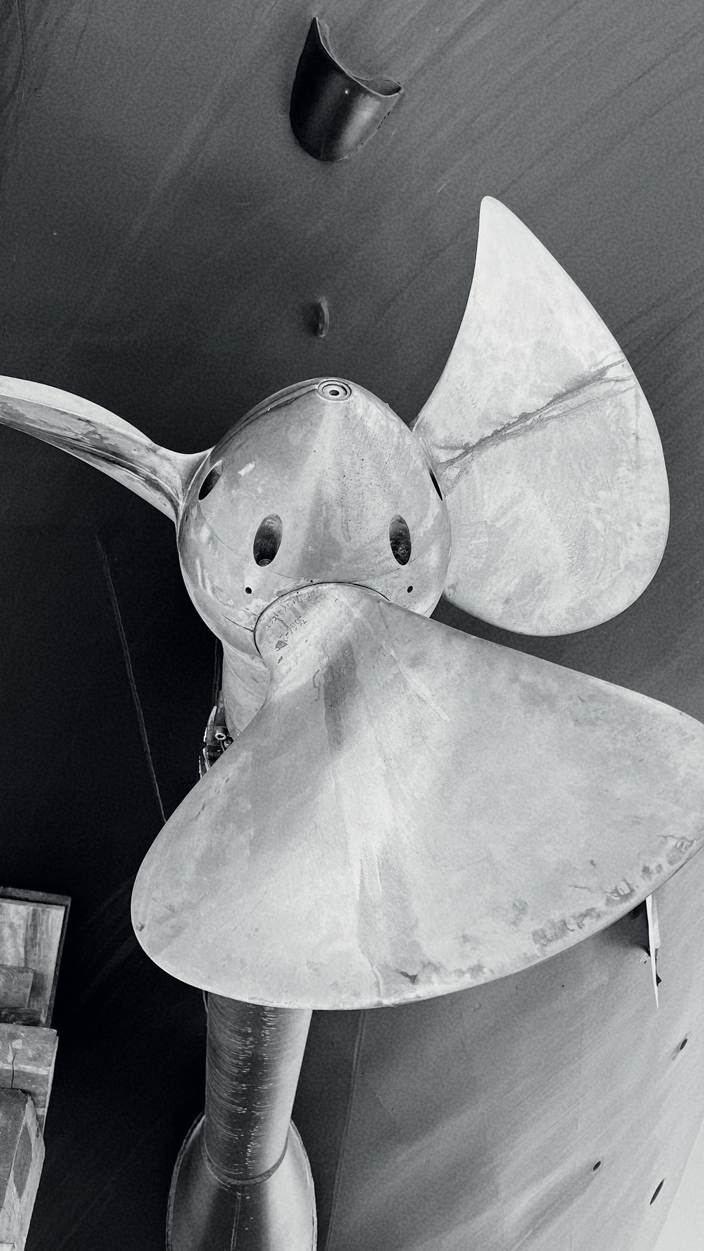 Close-up of a fan on Andromeda la Dea