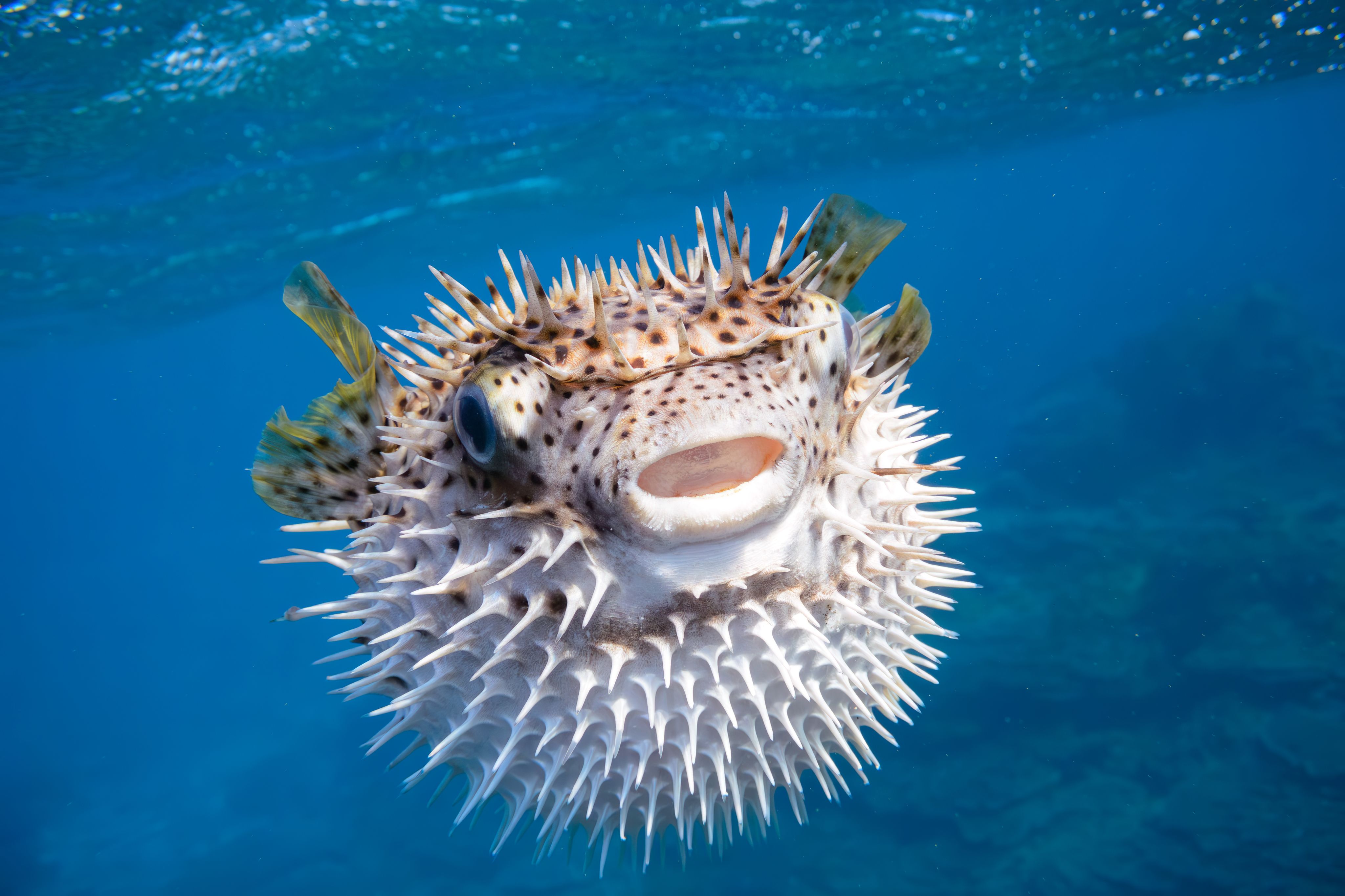 Porcupine fish