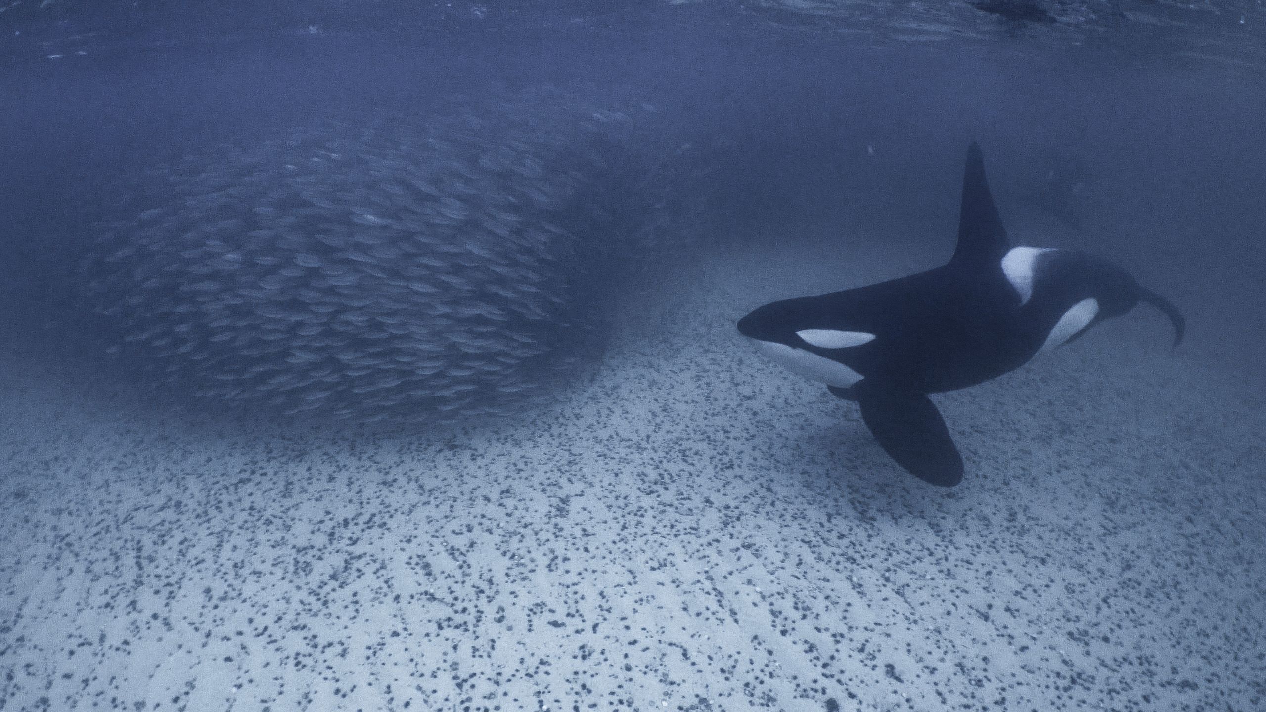 Orca and a shoal of fish