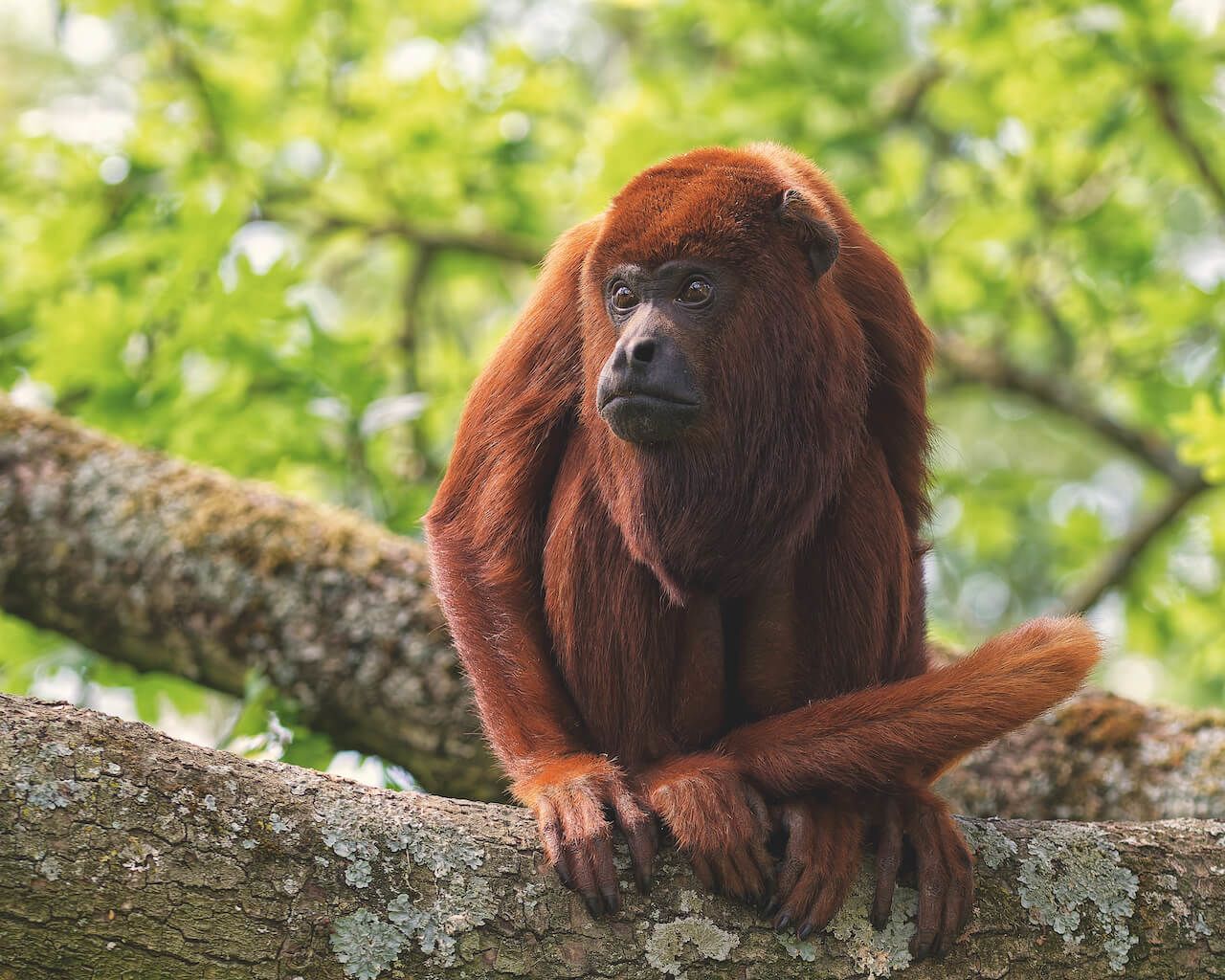 Red-furred howler monkey
