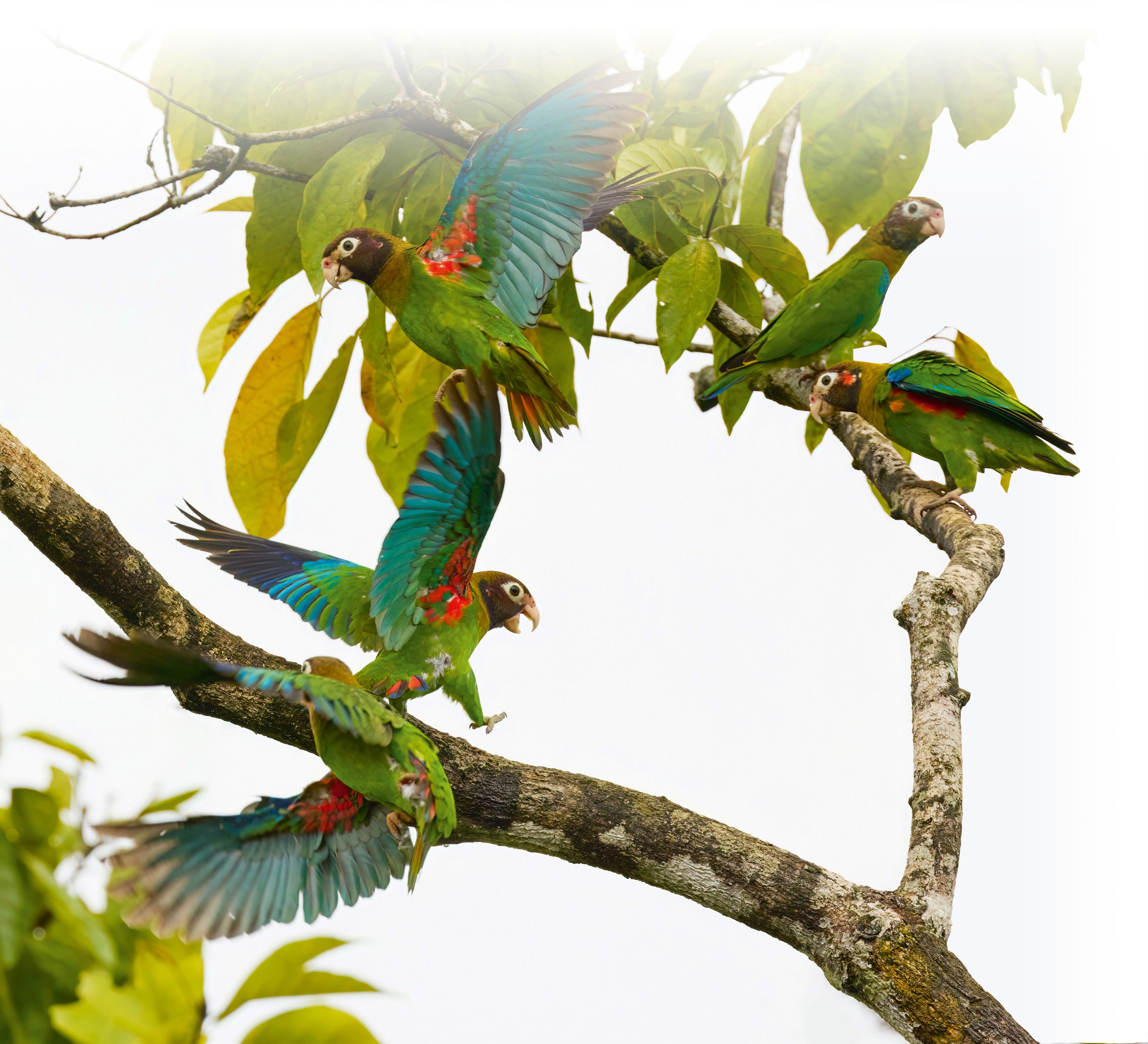 Wild parrots in Costa Rica