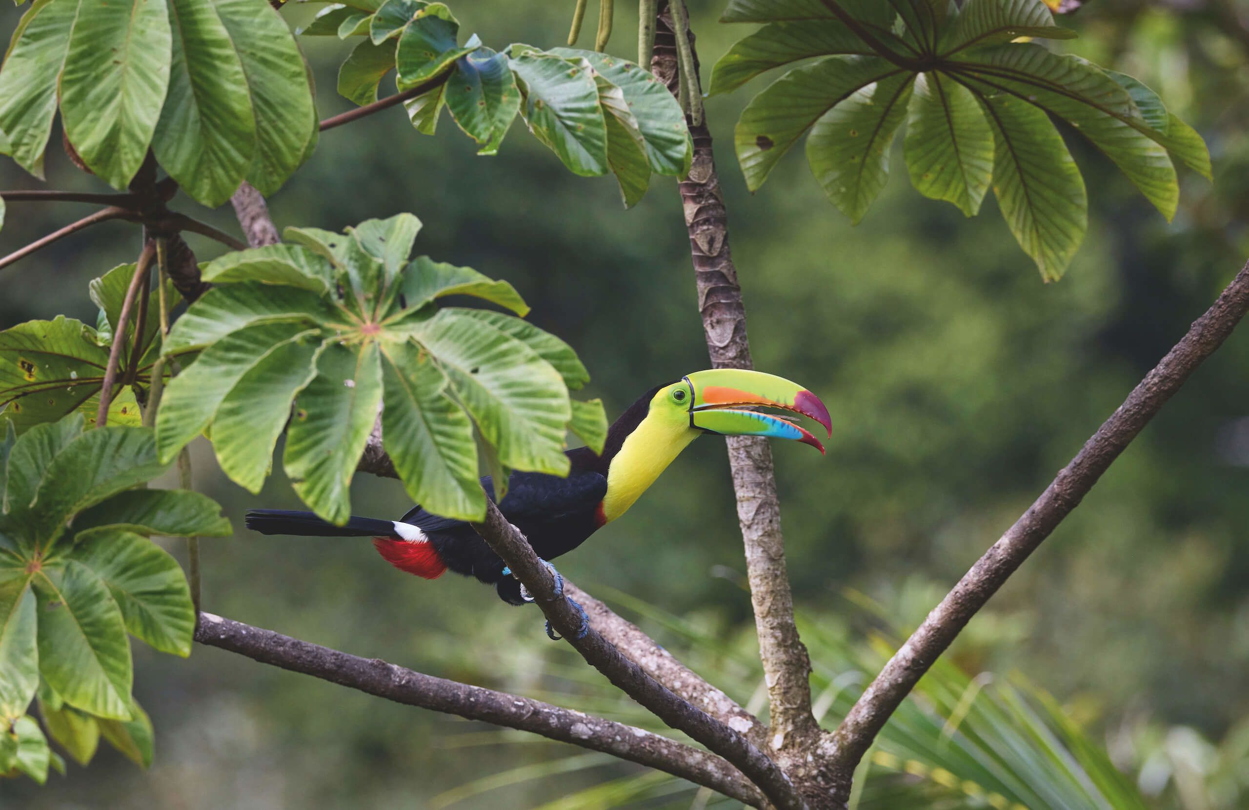 The keel-billed toucan