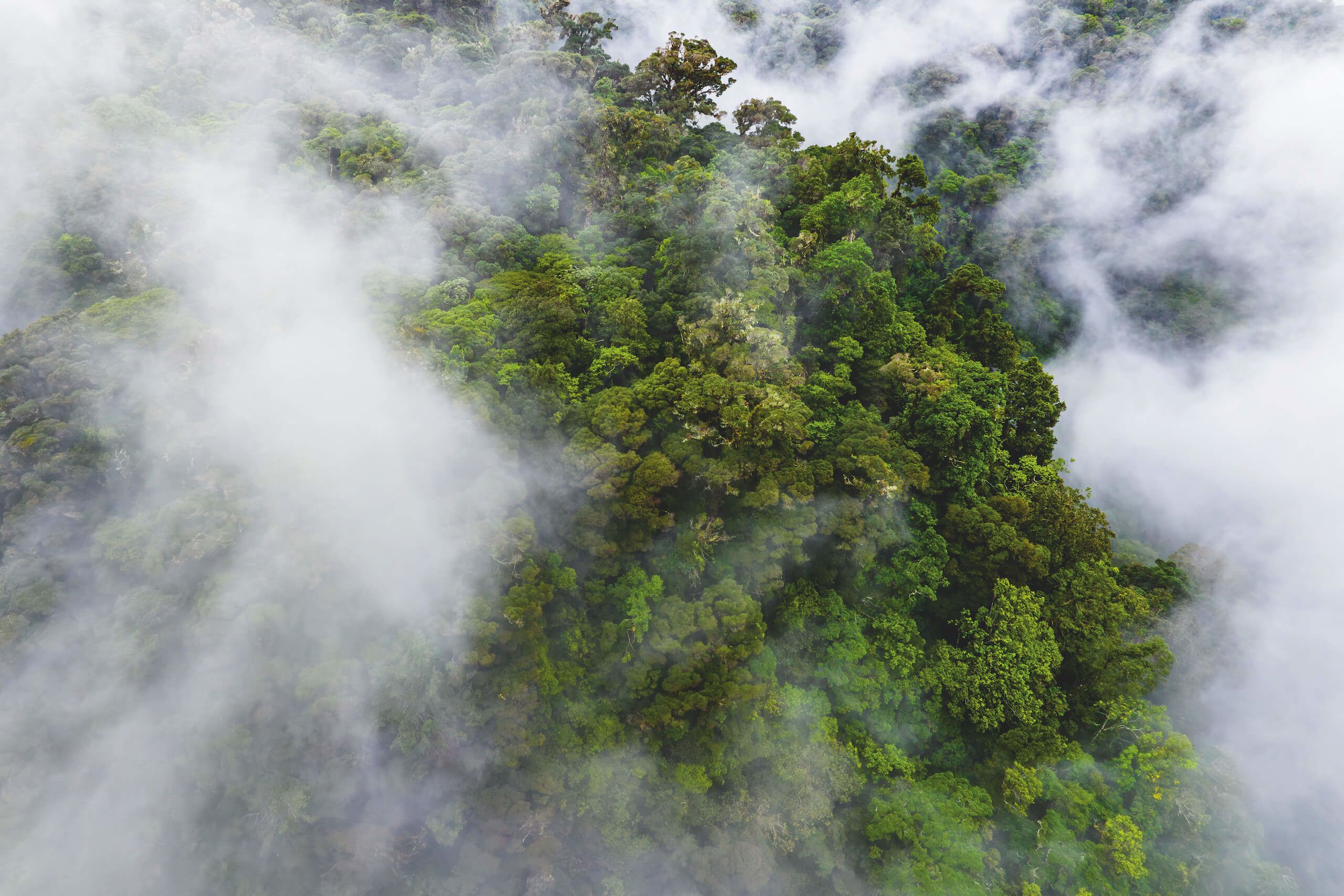 Cloud forest canopy in the Talamanca Mountains in the Chiriqui Highlands, Panama