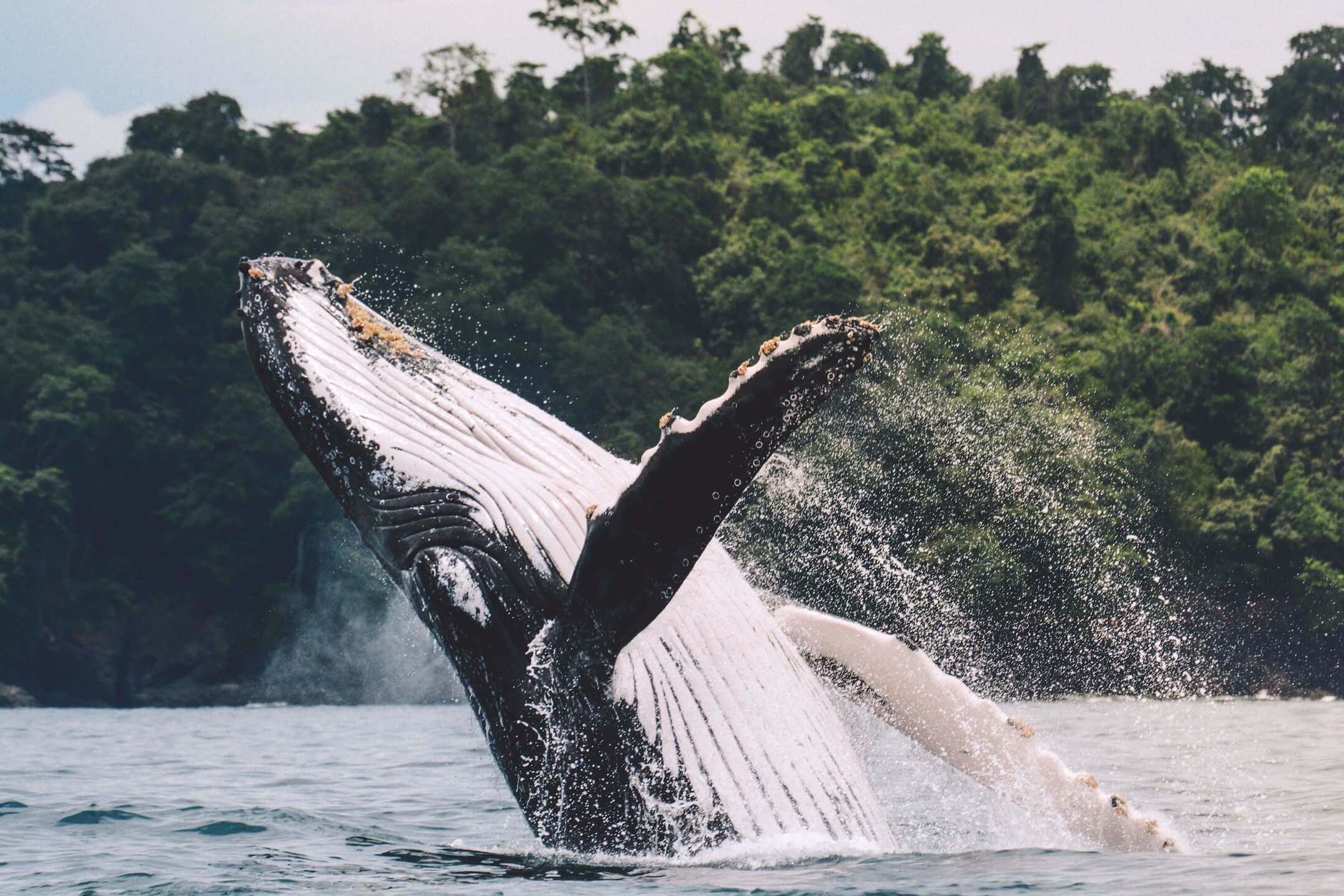 Islas Secas resort in Panama’s Gulf of Chiriquí is known to host two separate populations of migrating humpback whales