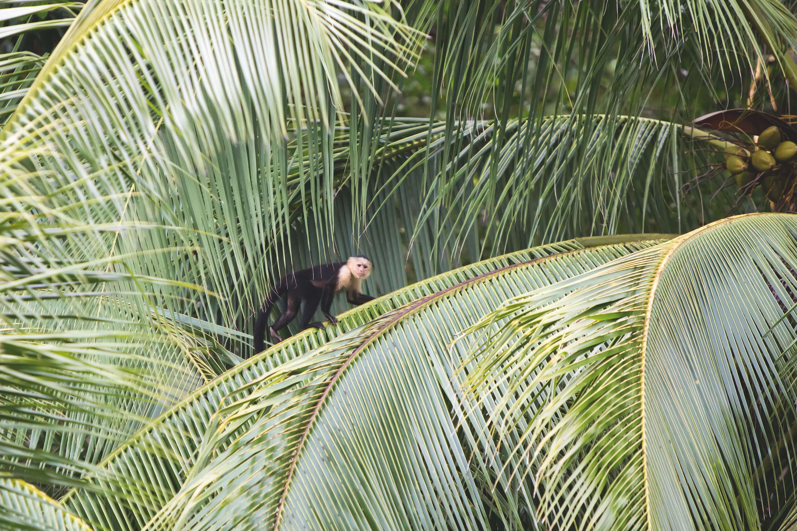 The white-faced capuchin is found throughout Costa Rica