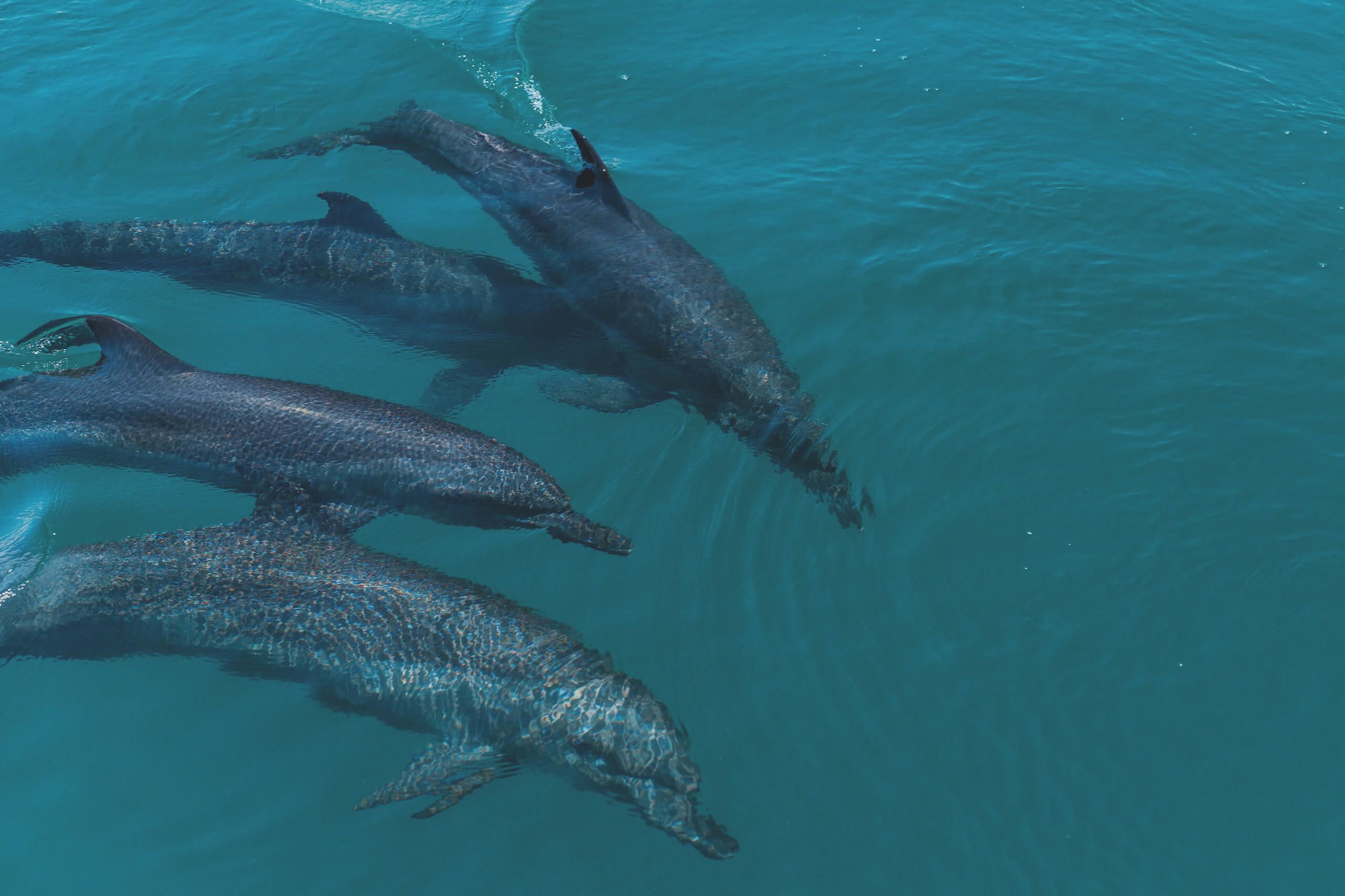 Dolphins underwater