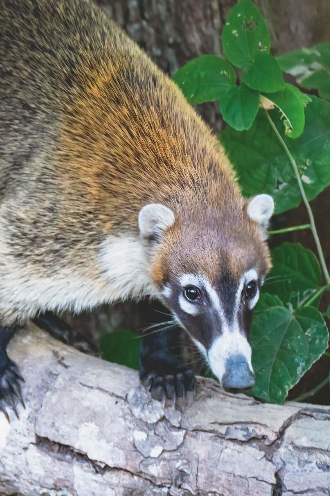 White-nosed coati, which are common throughout the country