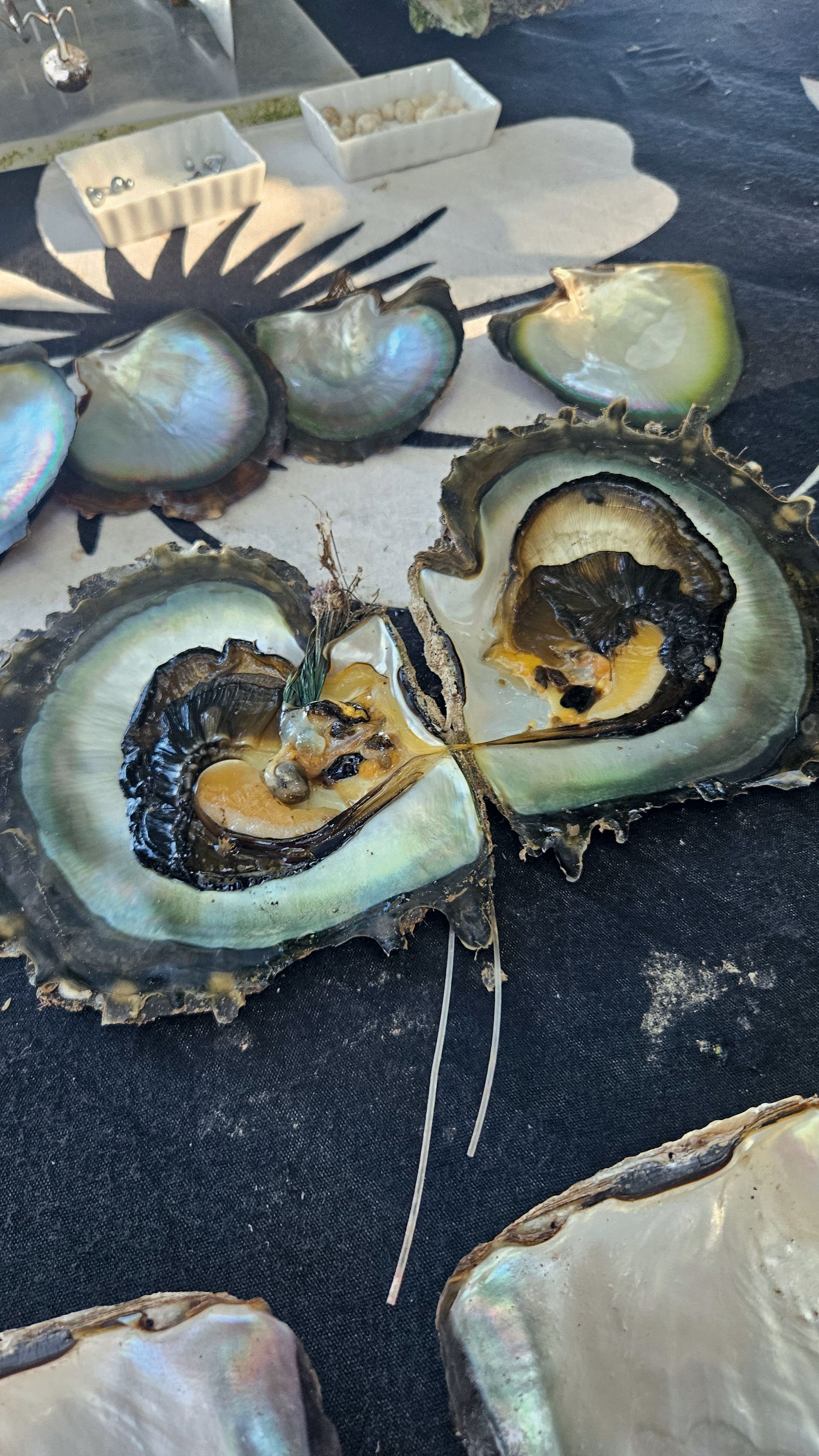 An oyster fully opened on a black background