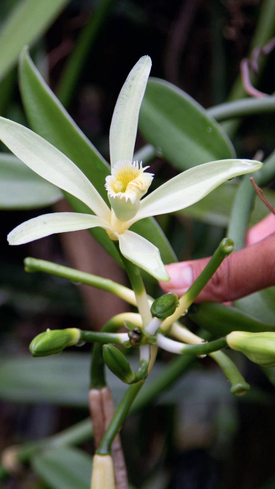 Open bloom of a vanilla plant. It has five long white petals and a yellow centre