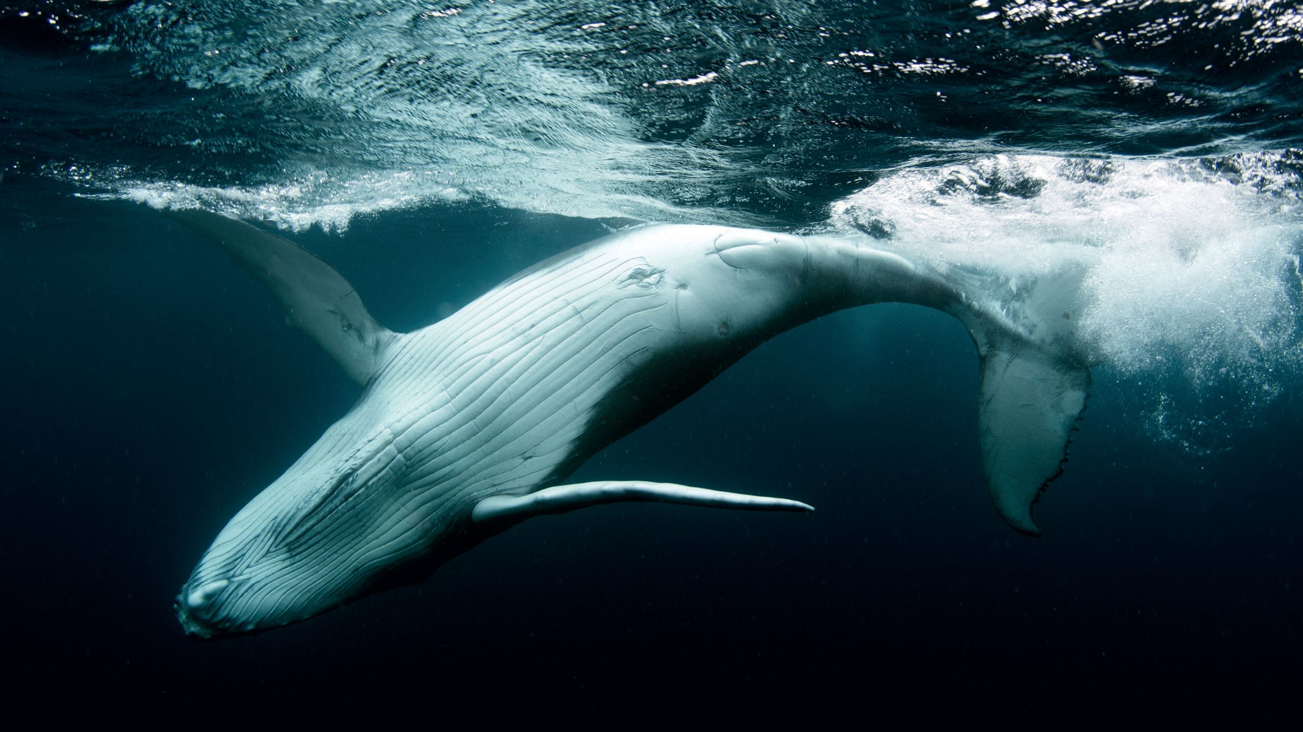 The underside of a humpback whale, diving down into the water