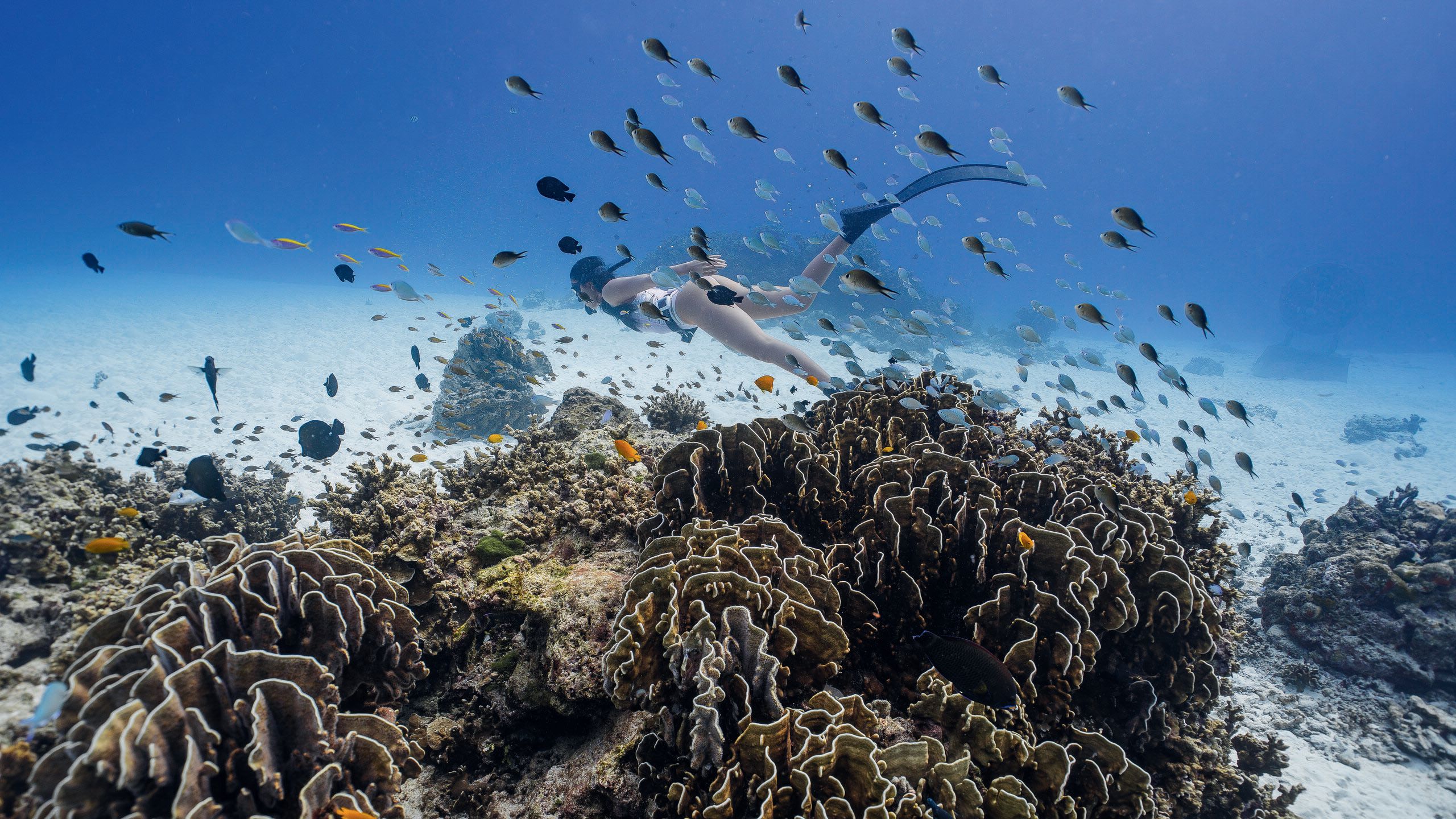 A woman scuba diving in waters filled with fish and sea vegetation