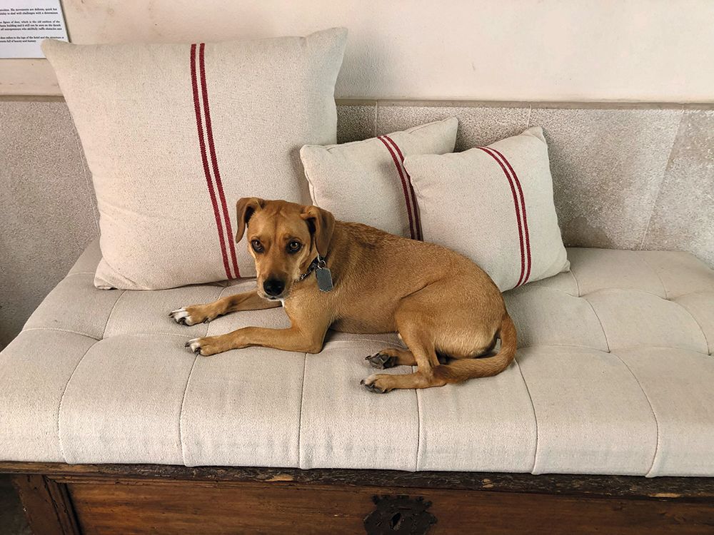 King Benji's namesake - the owner's dog