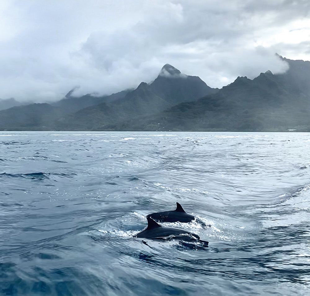 Two dolphins at the surface of the water. There are mountains shrouded in cloud and mist in the background
