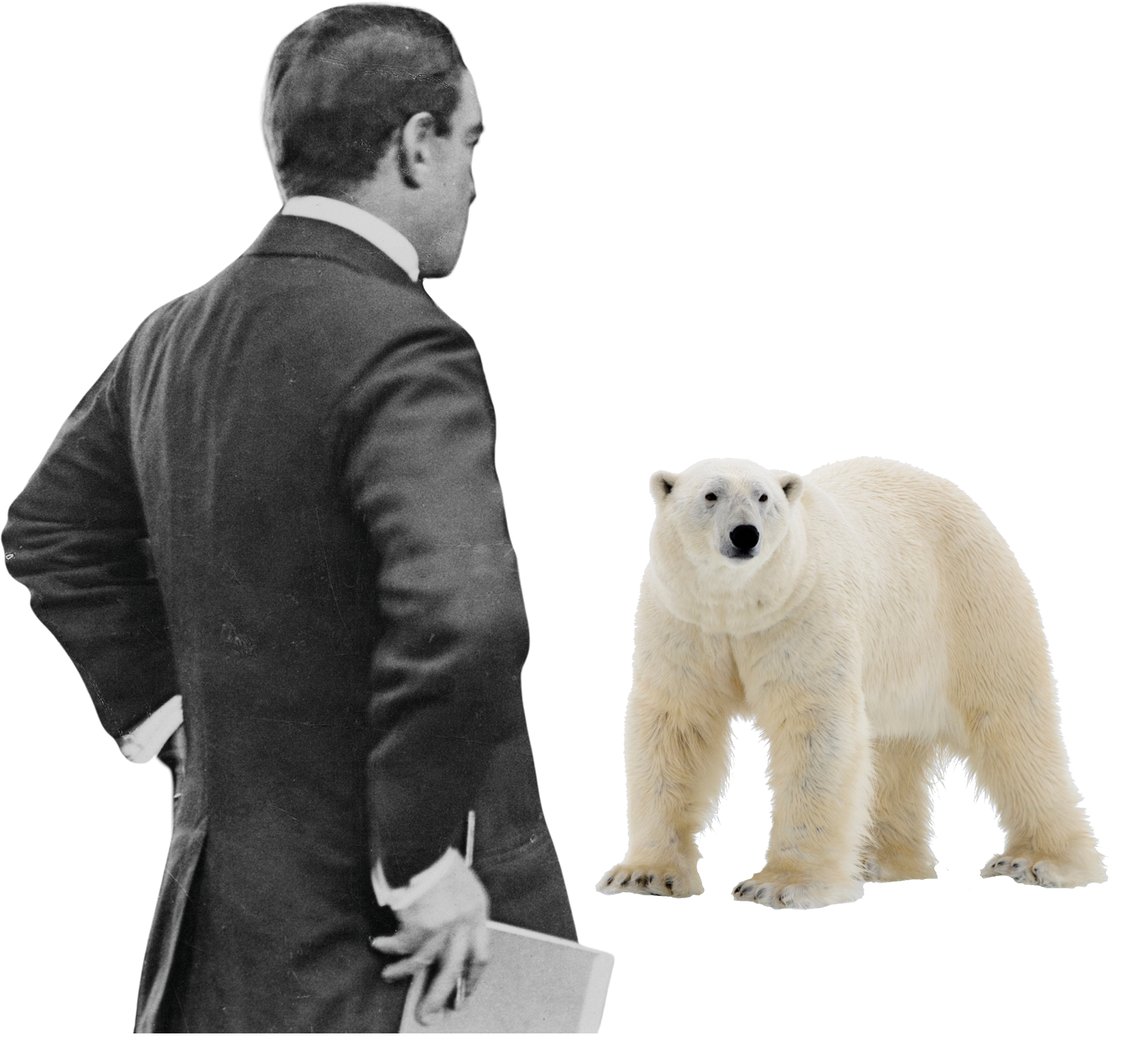 Composite image of British explorer (whose name is the answer to this question) and a polar bear