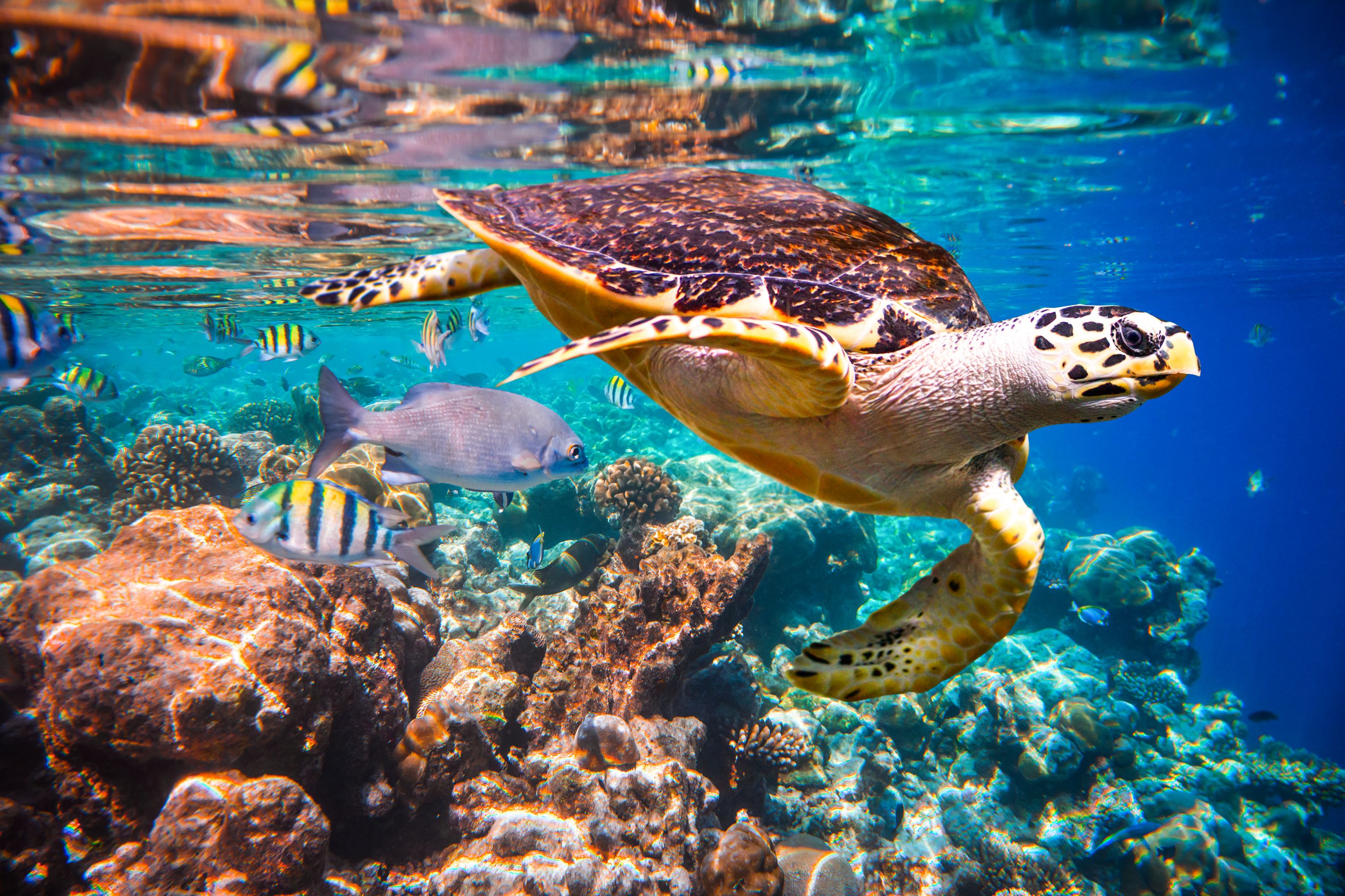 Bahamas coral reef