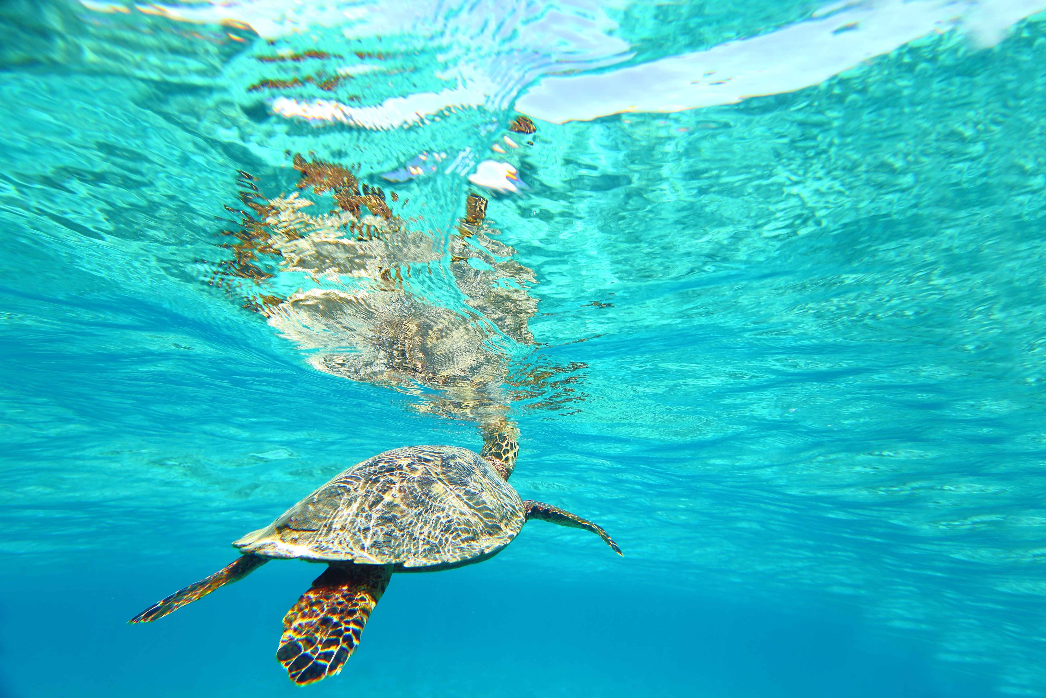 Turtle in the Seychelles