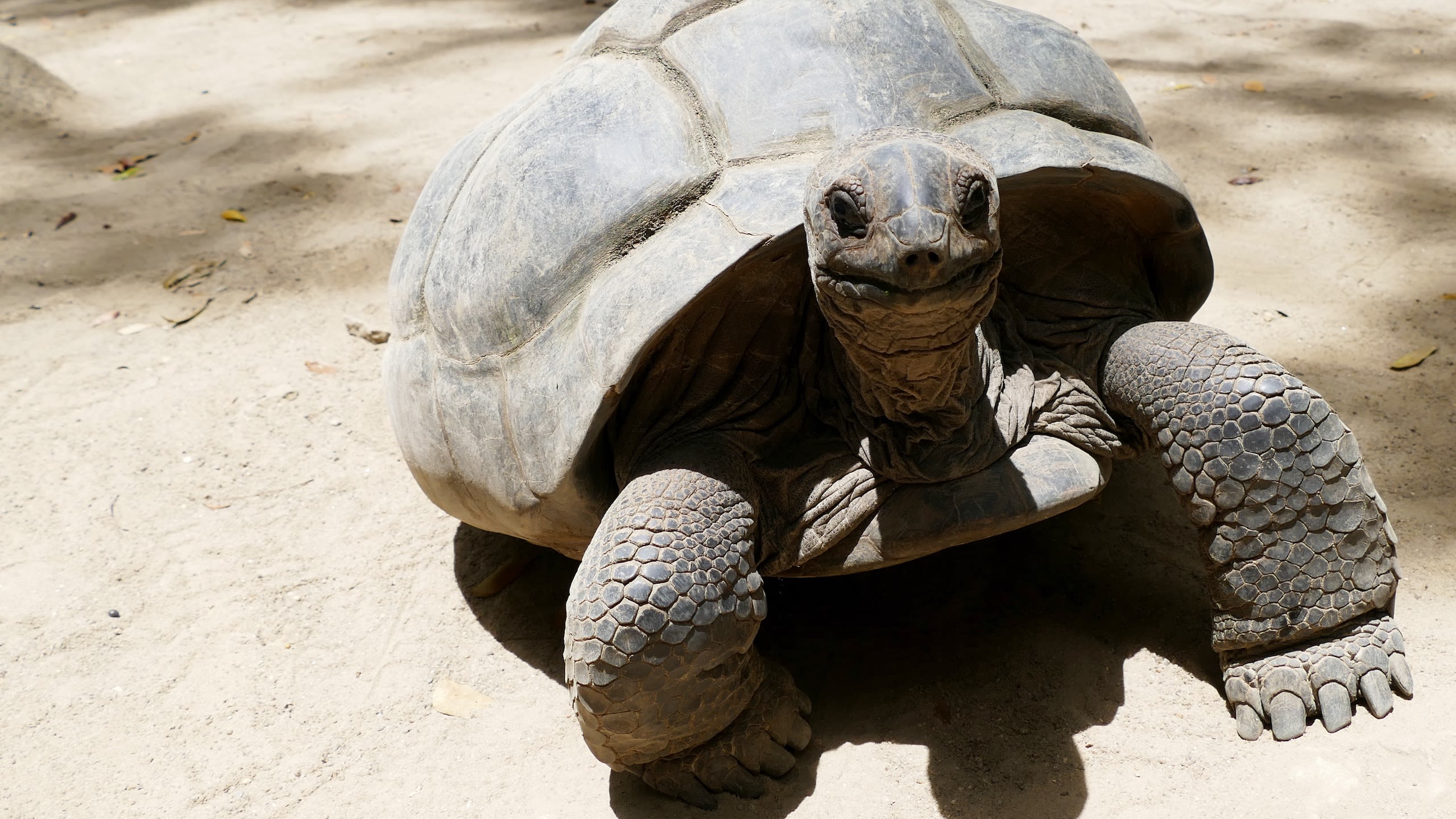 Turtle in the Seychelles
