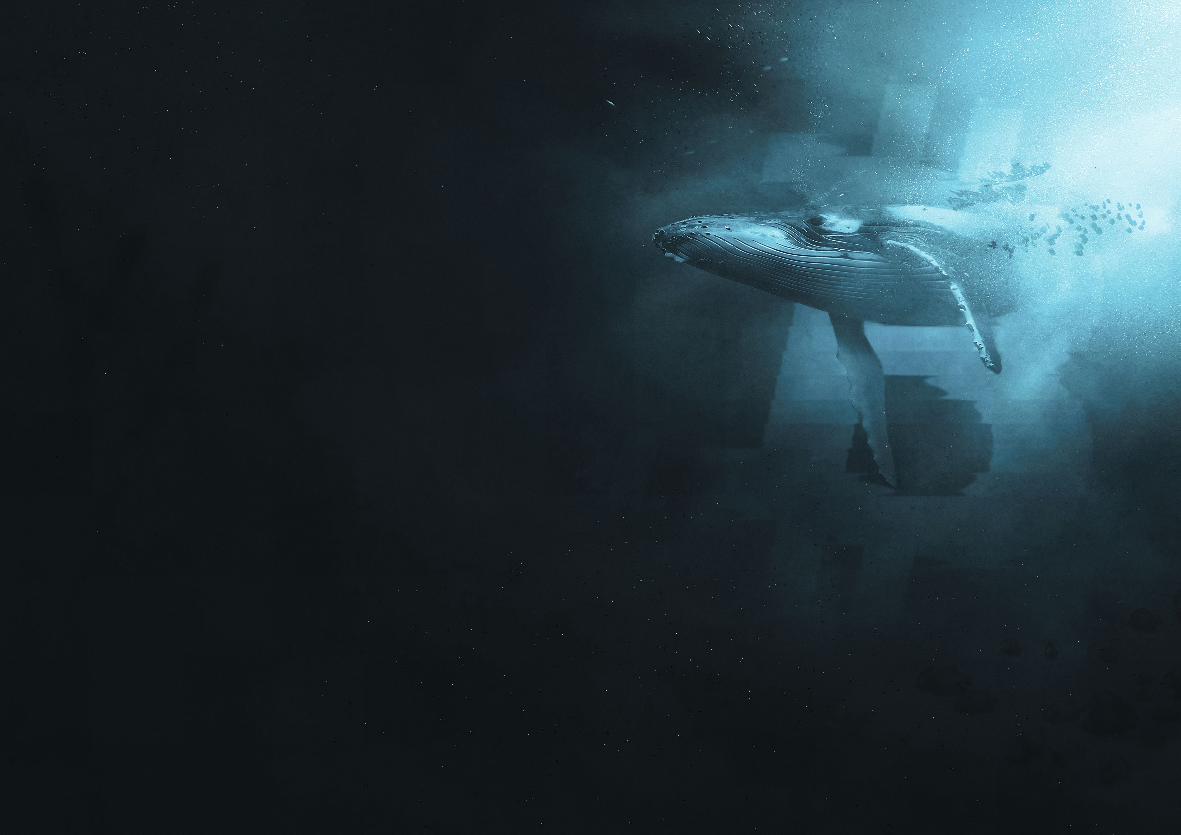 Whale Bitcoin