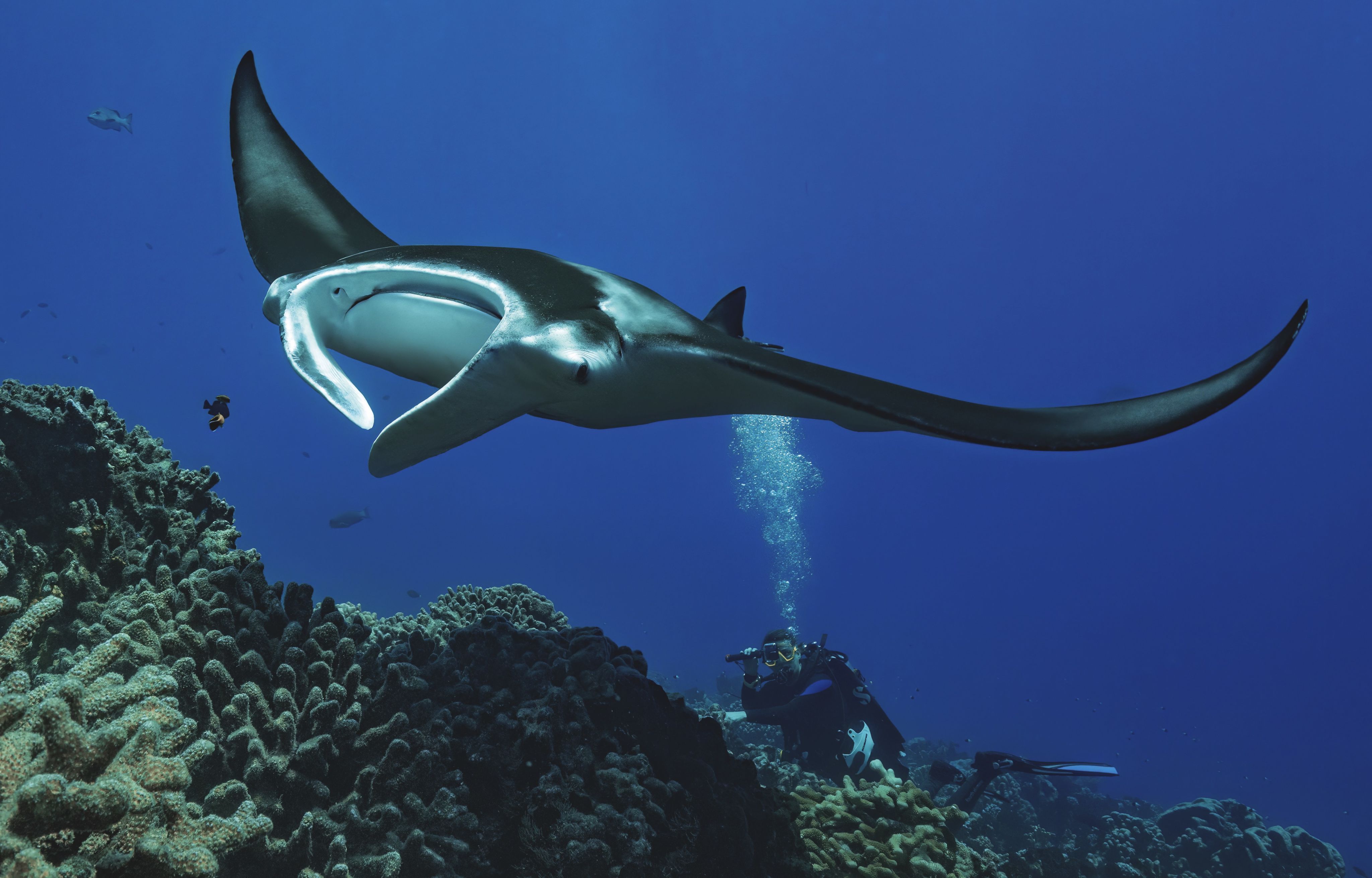 Underwater shot of manta ray