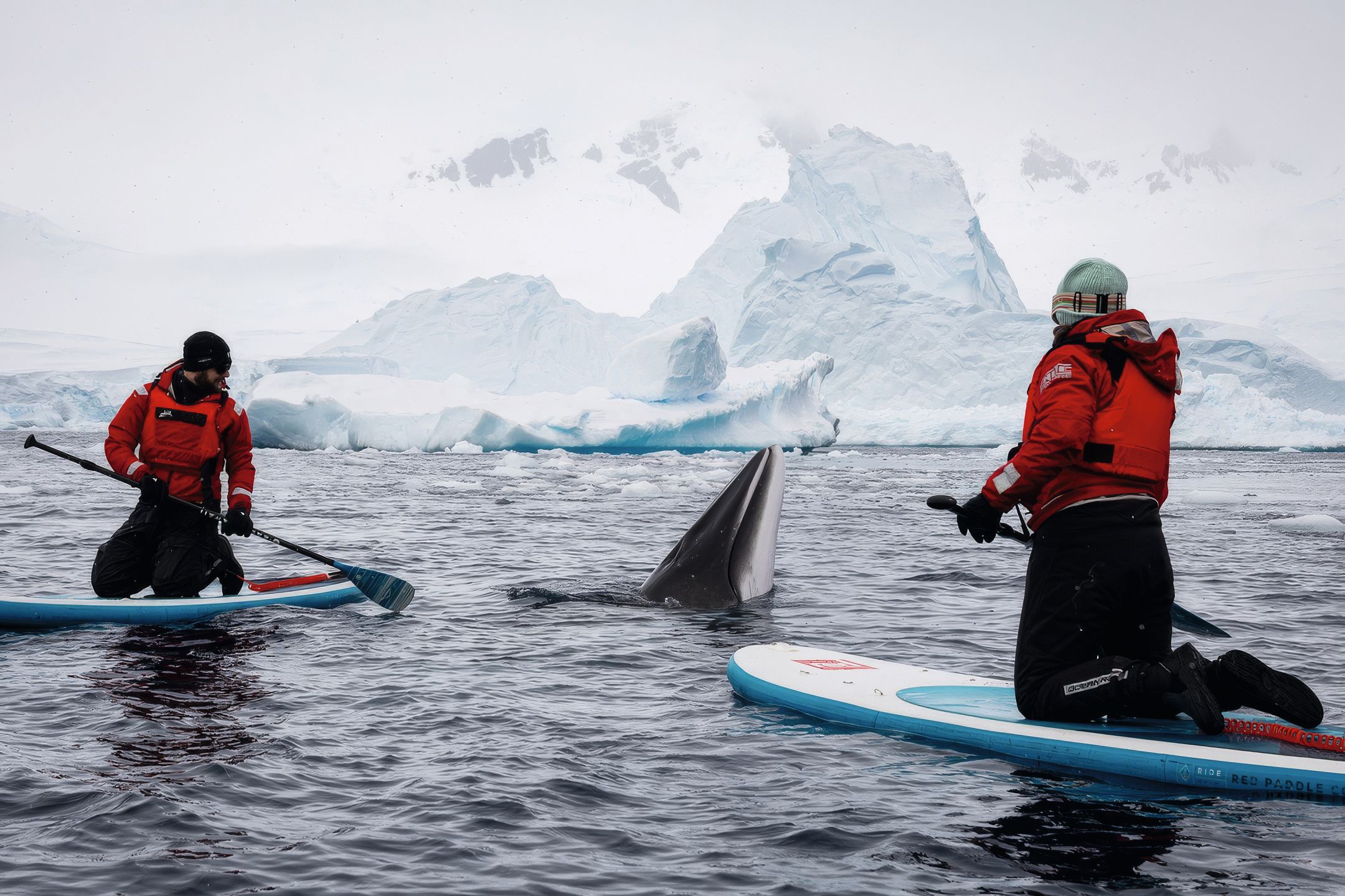 Paddleboarders and wildlife