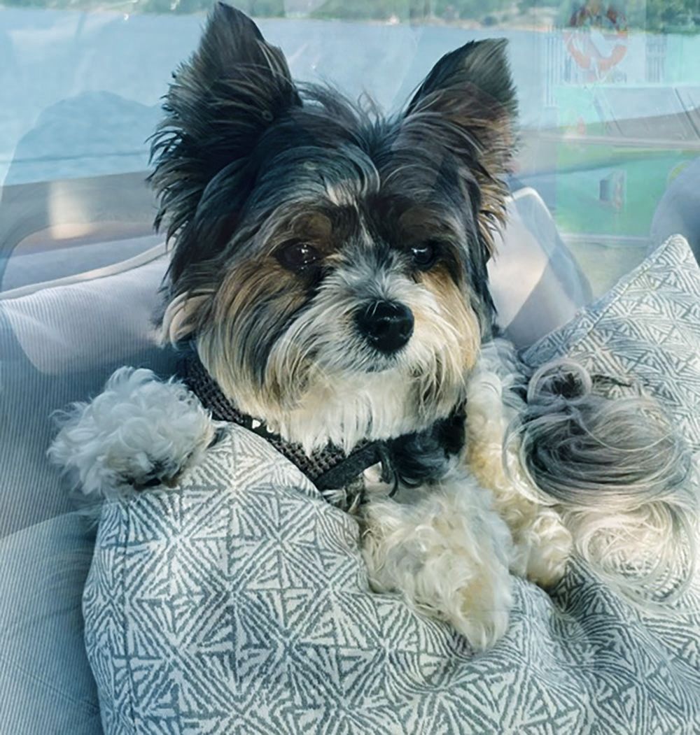 Close-up of a terrier dog with black ears and nose but brown and white fur elsewhere