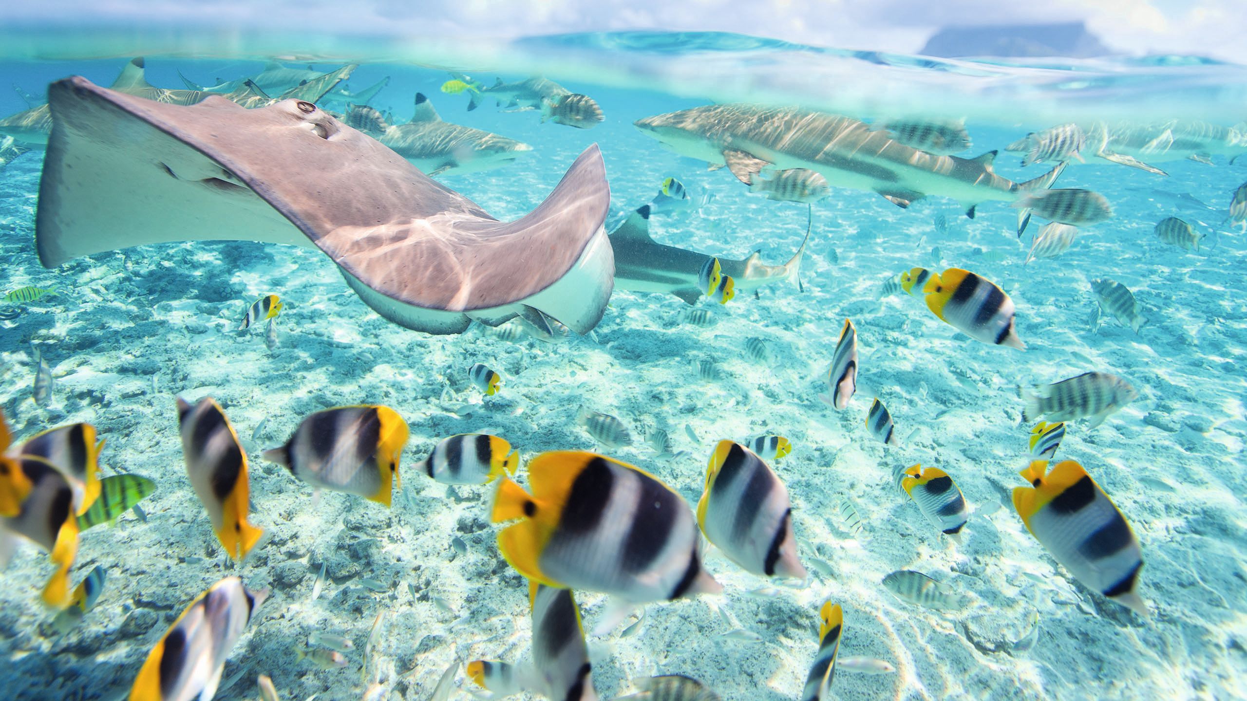 Close-up of a ray and black, white and yellow striped fish in shallow turquoise waters