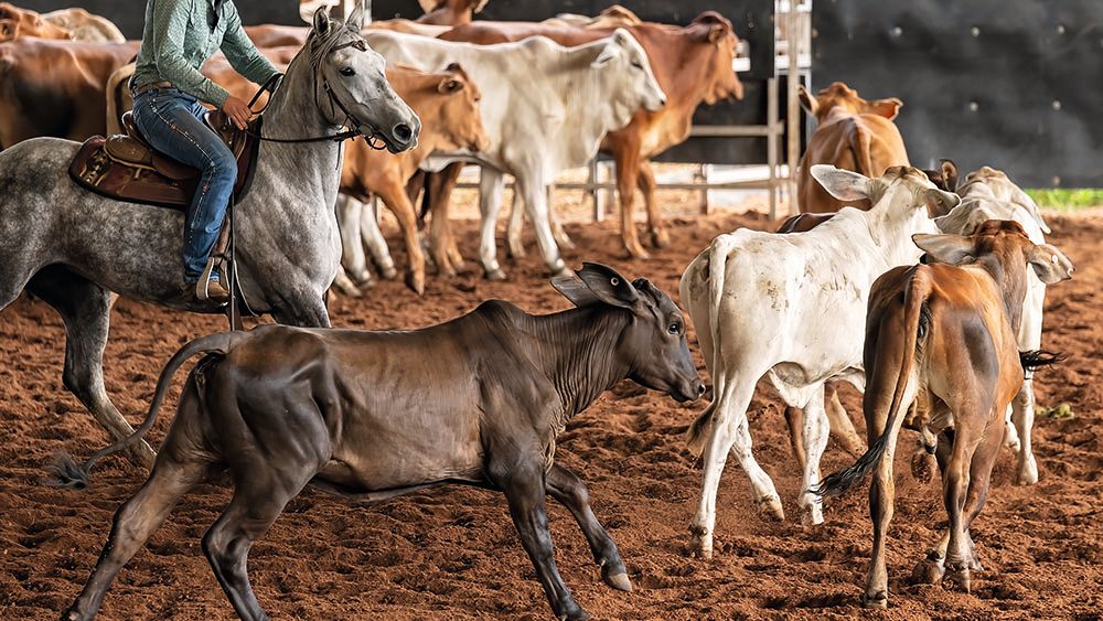 Several horses of different colours running on sandy ground