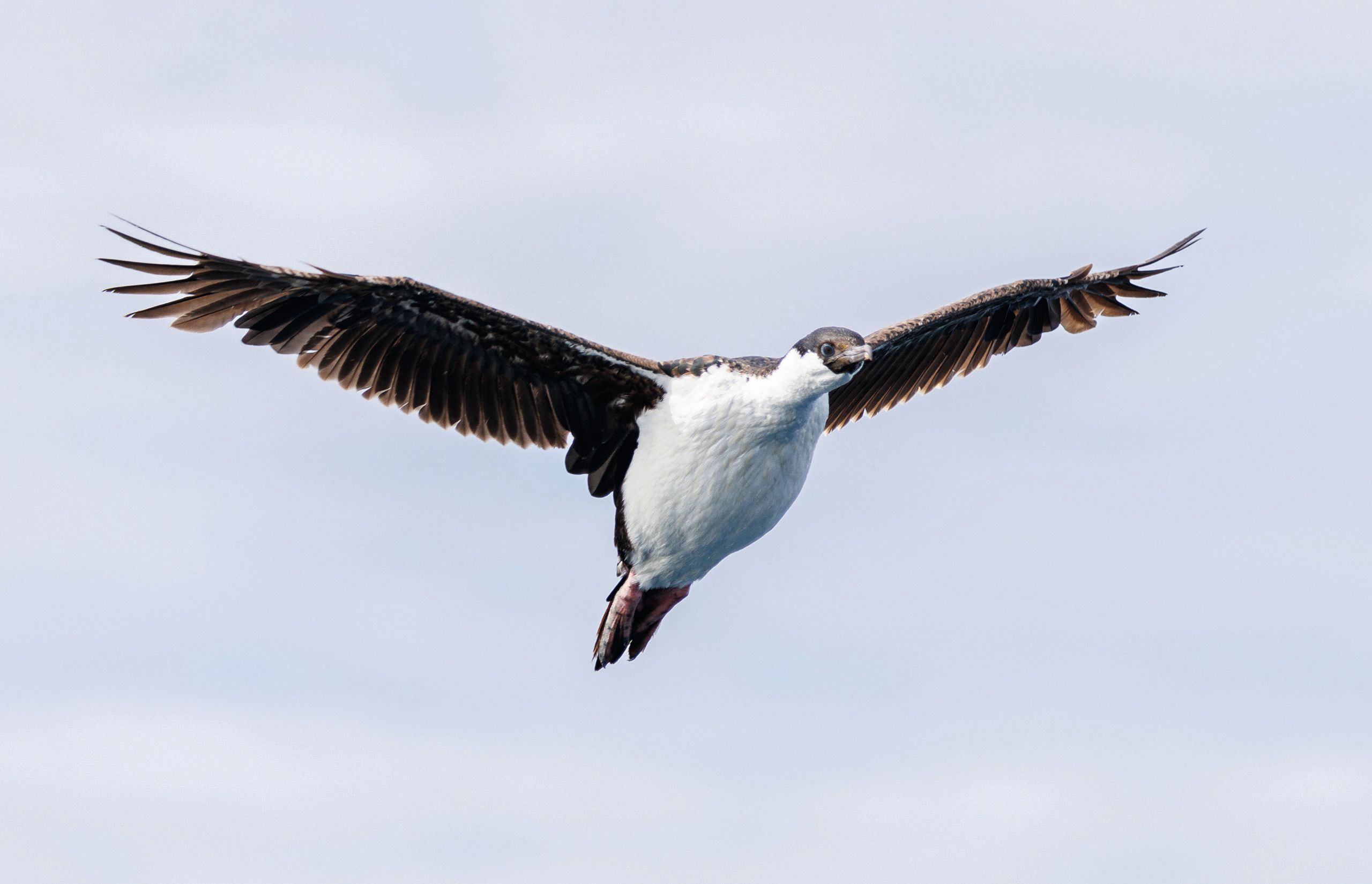 Antarctic shag