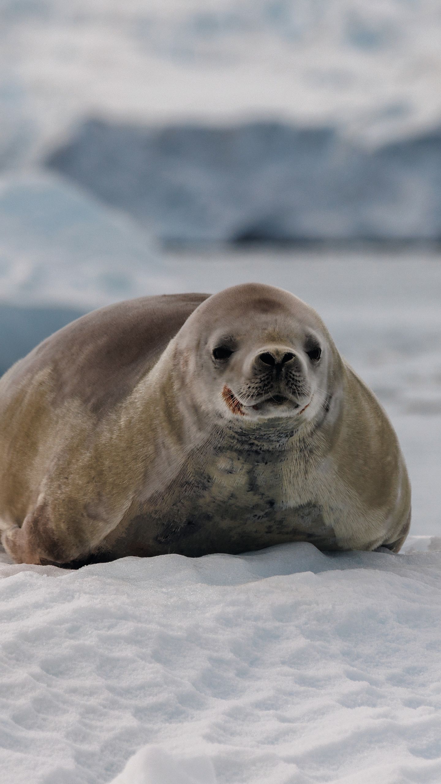 Seal