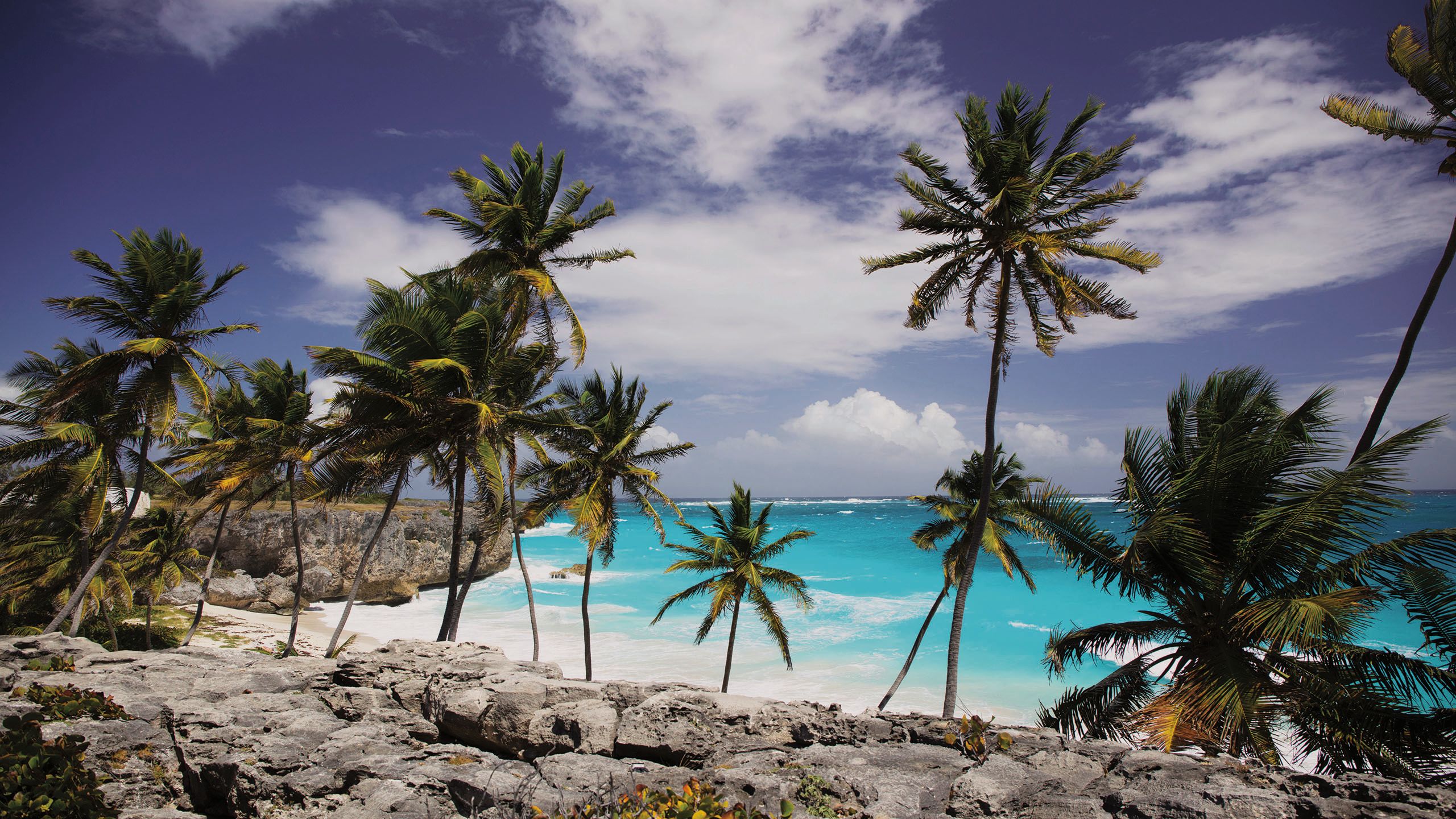Palm trees on a beach in Barbados