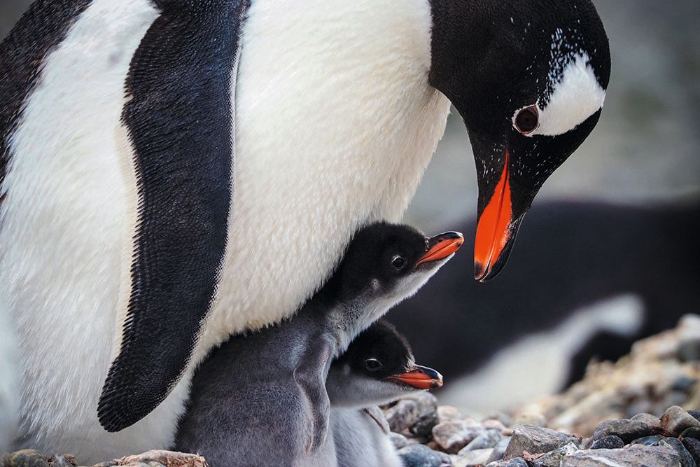 An adult penguin leaning over a chick