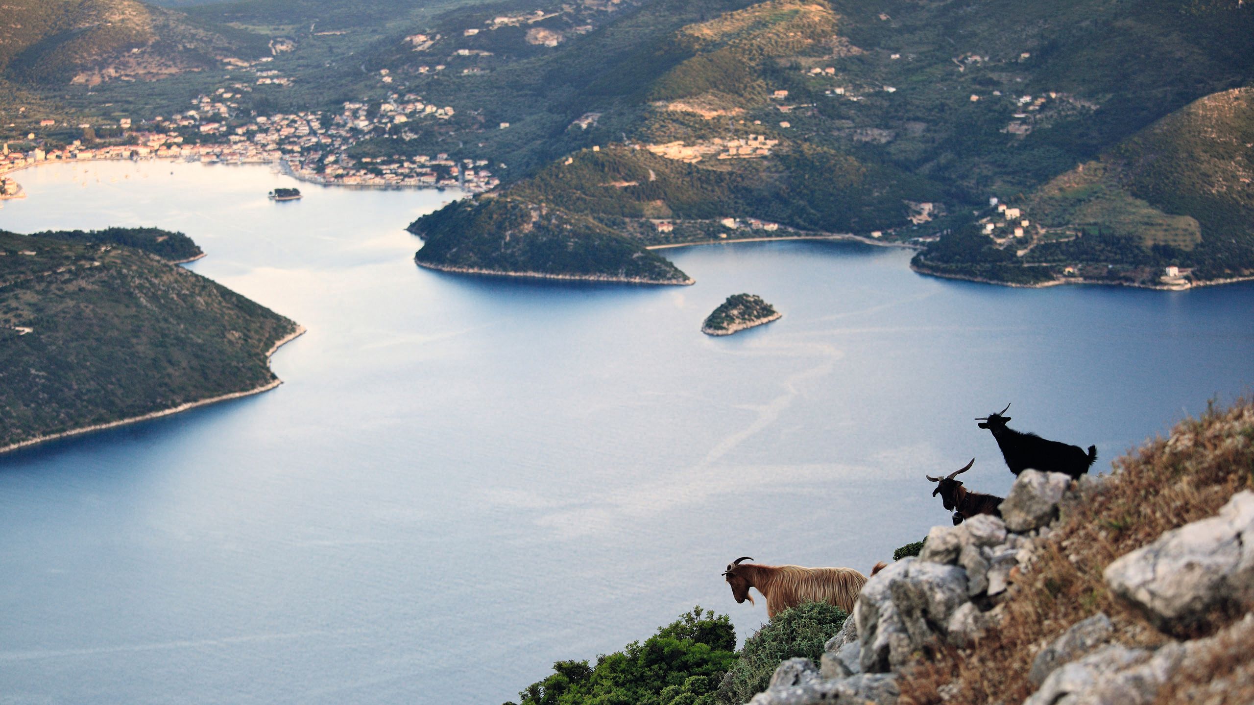 Goats on a mountainside, overlooking the bay of Ithaca