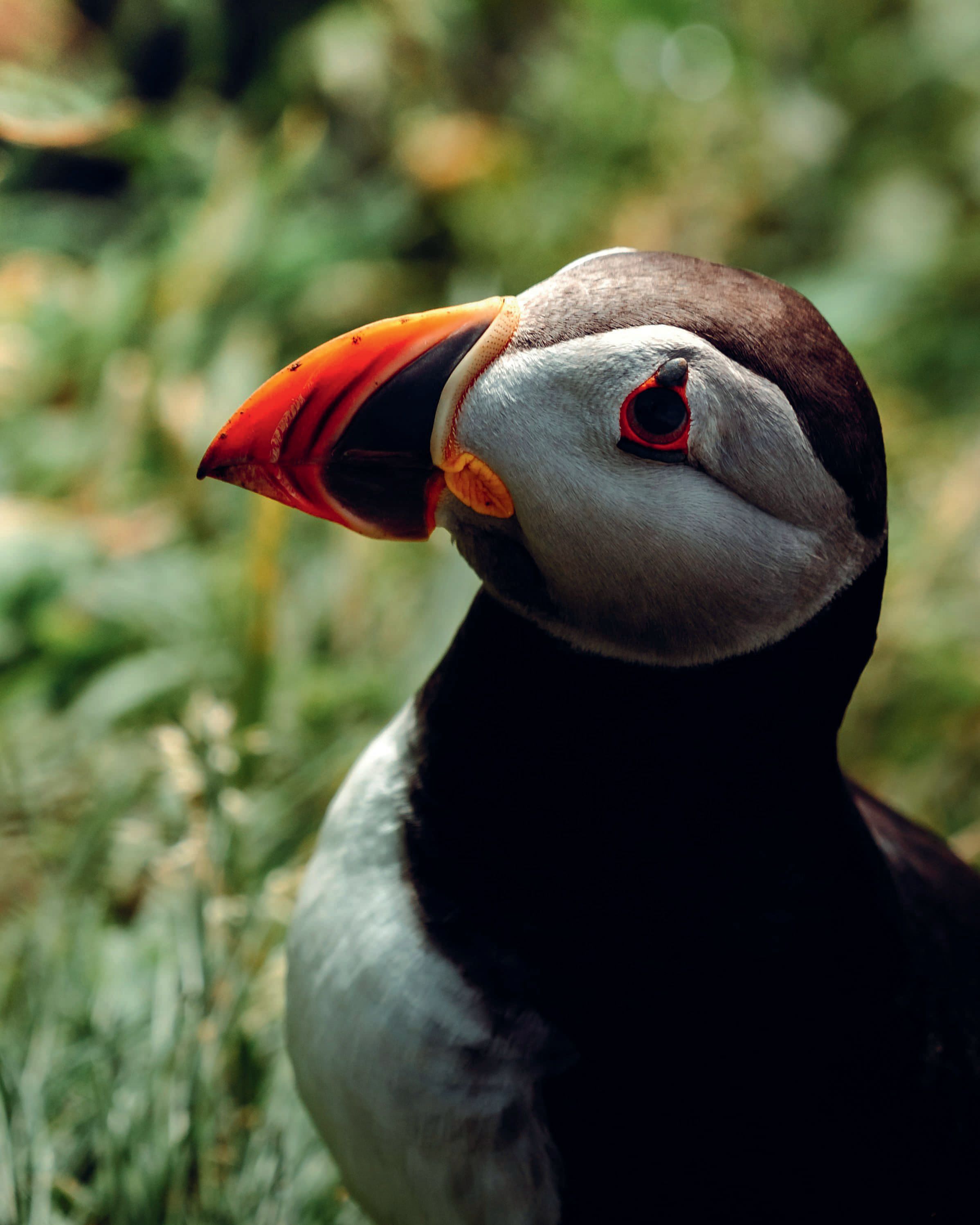 Puffin