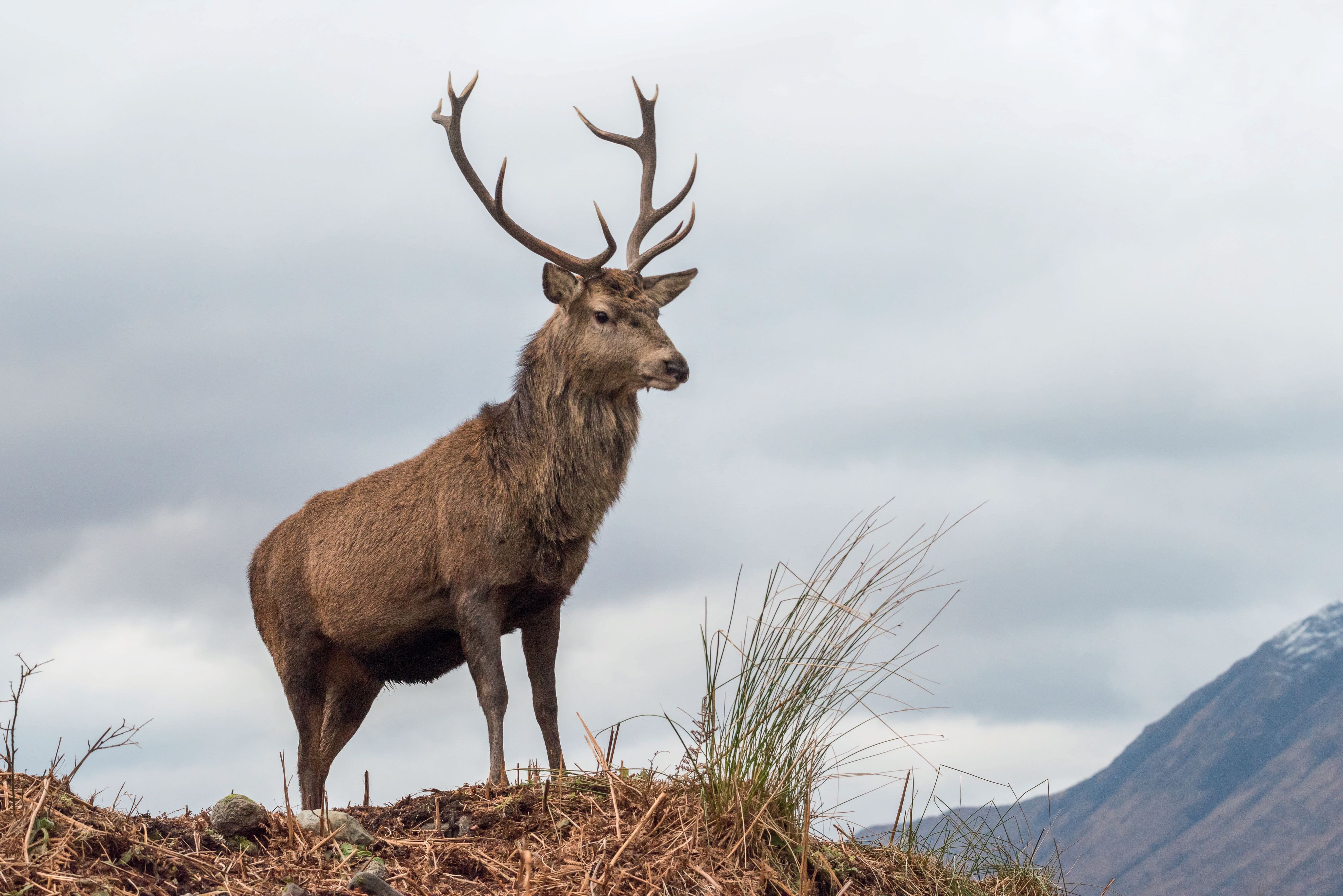 Stag