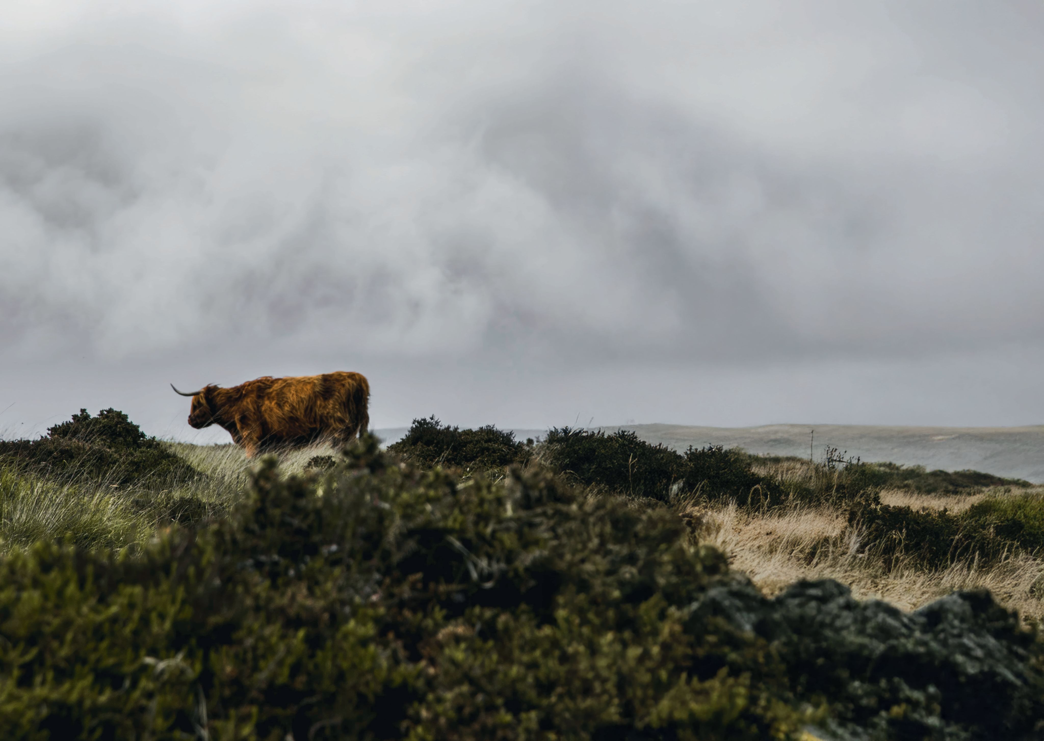 Cow in Highlands