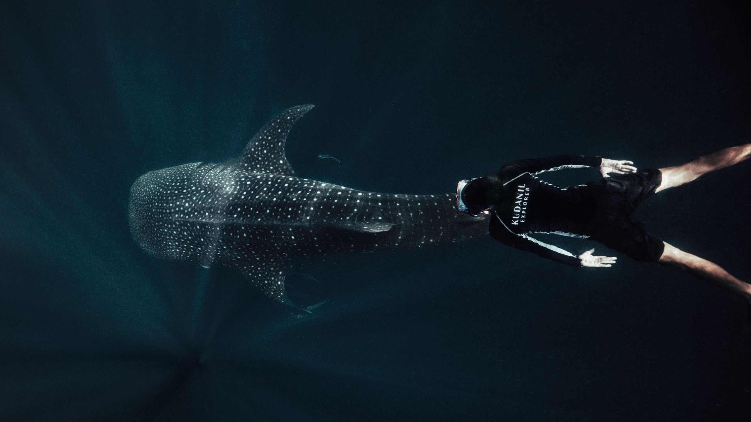 Overhead view of a diver behind a shark